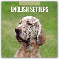 bokomslag English Setters 2026 Square Wall Calendar