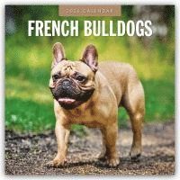 bokomslag French Bulldogs 2026 Square Wall Calendar