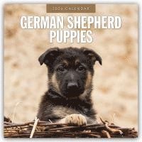 bokomslag German Shepherd Puppies 2026 Square Wall Calendar