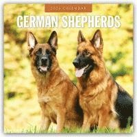 bokomslag German Shepherds 2026 Square Wall Calendar
