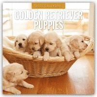 bokomslag Golden Retriever Puppies 2026 Square Wall Calendar