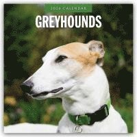 bokomslag Greyhounds 2026 Square Wall Calendar