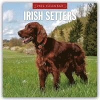bokomslag Irish Setters 2026 Square Wall Calendar