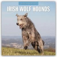 bokomslag Irish Wolf Hounds 2026 Square Wall Calendar