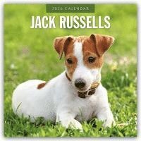 bokomslag Jack Russells  2026 Square Wall Calendar