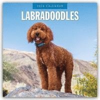 bokomslag Labradoodles 2026 Square Wall Calendar