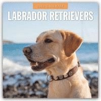 bokomslag Labrador Retrievers 2026 Square Wall Calendar