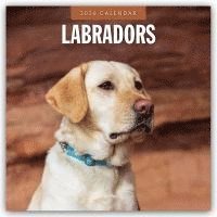 bokomslag Labradors 2026 Square Wall Calendar