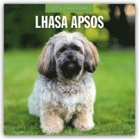 bokomslag Lhasa Apsos 2026 Square Wall Calendar