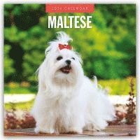 bokomslag Maltese 2026 Square Wall Calendar