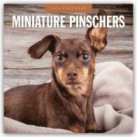 bokomslag Miniature Pinschers 2026 Square Wall Calendar