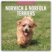 bokomslag Norwich & Norfolk Terriers 2026 Square Wall Calendar