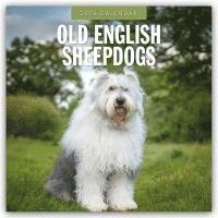 bokomslag Old English Sheepdogs 2026 Square Wall Calendar