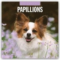 bokomslag Papillions 2026 Square Wall Calendar