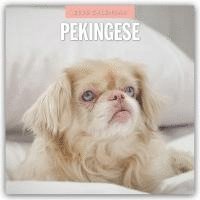 bokomslag Pekingese 2026 Square Wall Calendar