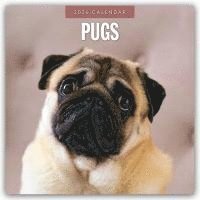 bokomslag Pugs 2026 Square Wall Calendar