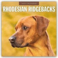 bokomslag Rhodesian Ridgebacks 2026 Square Wall Calendar