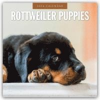 bokomslag Rottweiler Puppies 2026 Square Wall Calendar