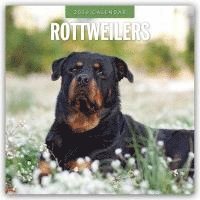 bokomslag Rottweilers 2026 Square Wall Calendar
