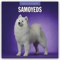 bokomslag Samoyeds 2026 Square Wall Calendar