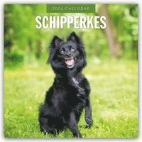 bokomslag Schipperkes 2026 Square Wall Calendar