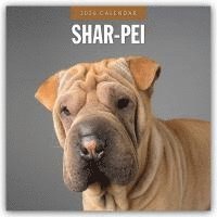 bokomslag Shar-Pei 2026 Square Wall Calendar
