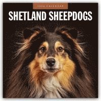 bokomslag Shetland Sheepdogs 2026 Square Wall Calendar