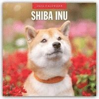 bokomslag Shiba Inu 2026 Square Wall Calendar
