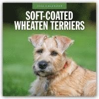 bokomslag Soft-coated Wheaten Terriers 2026 Square Wall Calendar