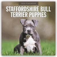 bokomslag Staffordshire Bull Terrier Puppies 2026 Square Wall Calendar
