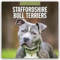 bokomslag Staffordshire Bull Terriers 2026 Square Wall Calendar