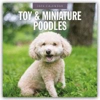 bokomslag Toy and Miniature Poodles 2026 Square Wall Calendar
