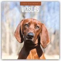 bokomslag Vizslas 2026 Square Wall Calendar