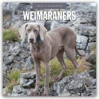 bokomslag Weimaraners 2026 Square Wall Calendar