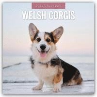 bokomslag Welsh Corgis 2026 Square Wall Calendar