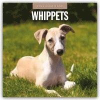 bokomslag Whippets 2026 Square Wall Calendar