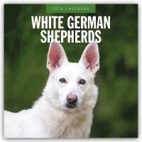 bokomslag White German Shepherds 2026 Square Wall Calendar