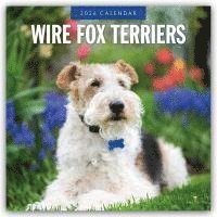 bokomslag Wire Fox Terriers 2026 Square Wall Calendar