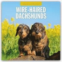 bokomslag Wire-haired Dachshunds 2026 Square Wall Calendar