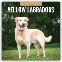 bokomslag Yellow Labrador 2026 Square Wall Calendar