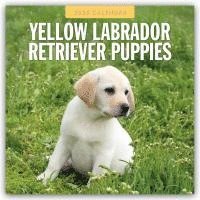 bokomslag Yellow Labrador Retriever Puppies 2026 Square Wall Calendar