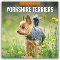 bokomslag Yorkshire Terriers 2026 Square Wall Calendar