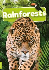 bokomslag Rainforests