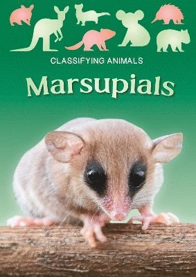 bokomslag Marsupials