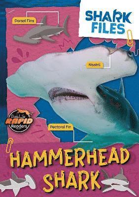 Hammerhead Shark 1