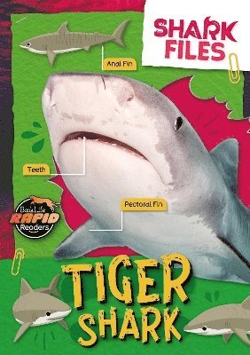 Tiger Shark 1