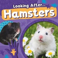 bokomslag Hamsters