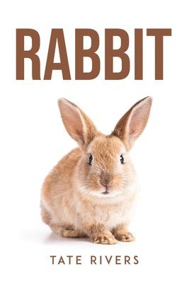 Rabbit 1