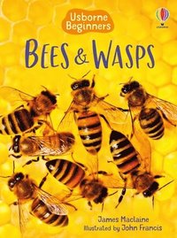 bokomslag Bees and Wasps