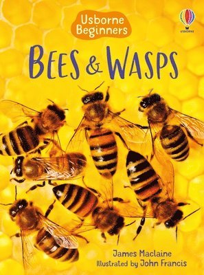 Bees and Wasps 1